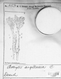 Botrytis argillacea image
